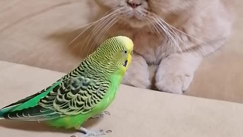 Кот и птица, милые животные #148