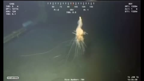 deep.mp4 ~ Underwater Mystery Cryptid Elbow Squid Unknown Sea Creature Creepy Scary Alien Paranormal