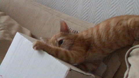 Ginger Kitten Playing With Her Box