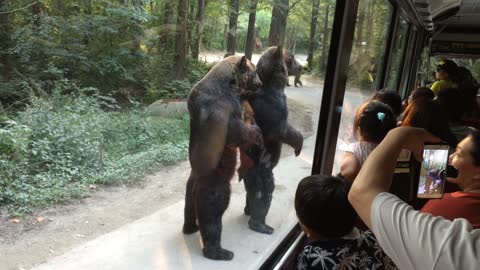 Standing Bears Entertain Tourists On Bus