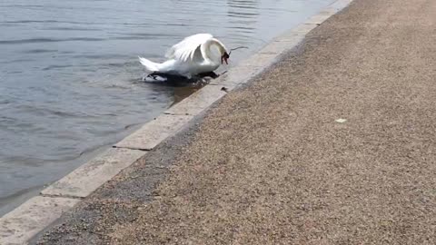 SHOCKING ENDING ON VIDEO_ White Swan attacks black Swan trying to protect family nest.