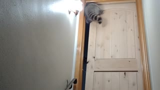 Raccoon Squeezes Through Barely Open Door