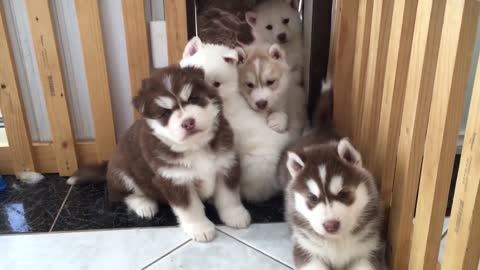 Can't stop laughing at these husky puppies!