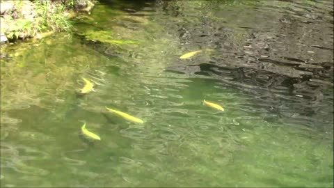 Golden Rainbow Trout At Dogwood Canyon