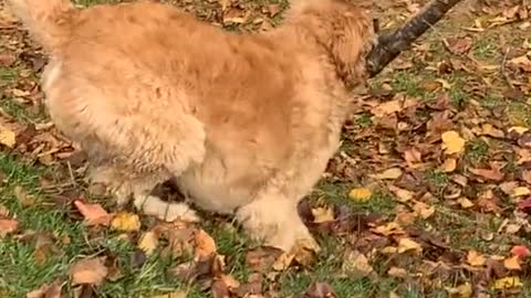 GOLDEN DOG CARRY BRANCH OF TREE TO HOME.mp4