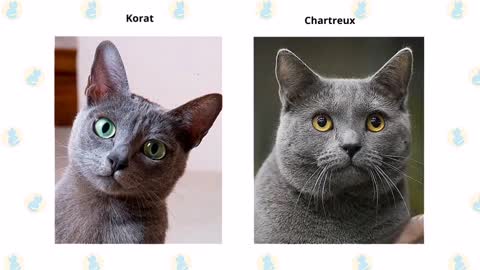 Karat vs chartreux
