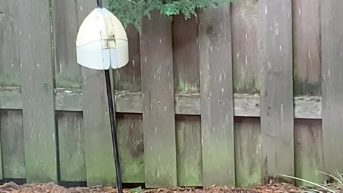 Female Red-shafted Flicker on backyard suet feeder