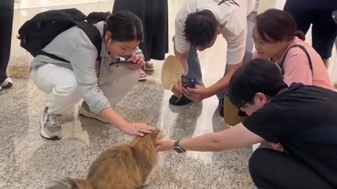 Kucing menjadi perhatian public