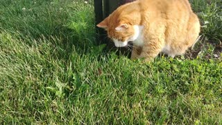 Gentle Cat Plays With New Mouse Friend