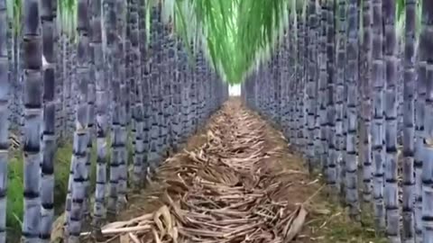 Sugarcane farming
