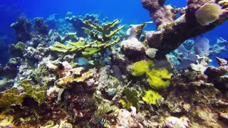 4K- The most beautiful coral reefs and undersea creature on earth