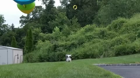 Stitch The Pomsky is ready to play center for the Yankees