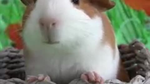 Adorable guinea pig 💖#Guineapig #shorts #animals
