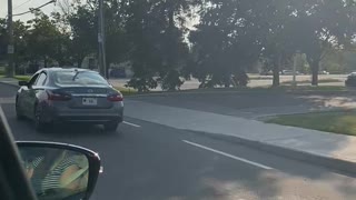 Doggy Enjoys Windy Ride