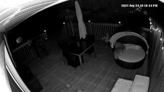 Two raccoons fighting over porch lounge chair