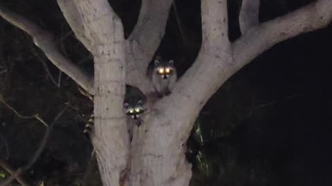 Cute Raccoons Up in a Tree