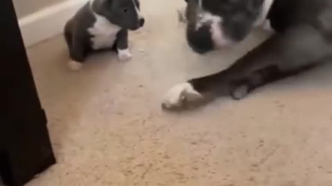 Baby Dog 🐕 playing with his mother _ funny