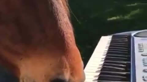 Horse playing piano by mouth