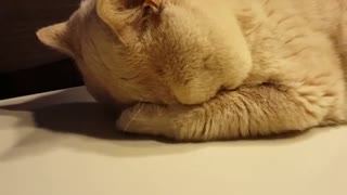 Extraño gato duerme en una posición adorablemente graciosa