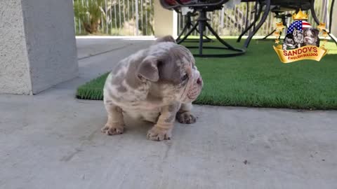 Bulldog Puppies 😍 Cute Bulldog Puppy Videos