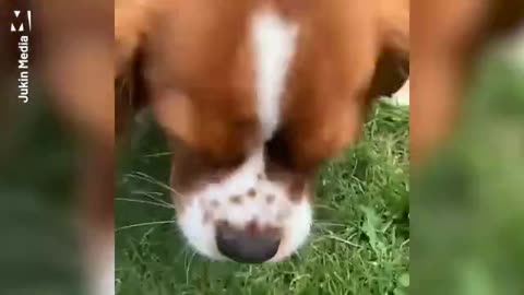 Kid releases pet butterfly, immediately ends badly