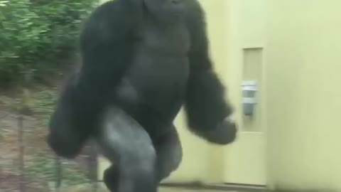 Gorilla enter neighbours home 🏠 |#shorts