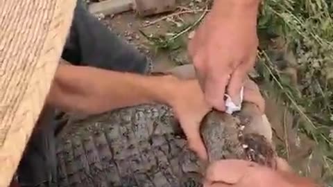 Alligator Guarding Nest..... she had to be moved for her own safety! at Colorado Gator Farm