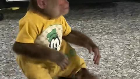 So Funny! Clever cutis monkey steals mom's fruit