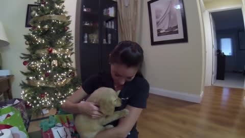 Surprised my wife with a golden retriever puppy for Christmas