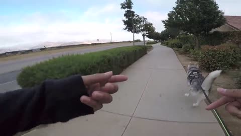 First Time Riding A LongBoard, Siberian Husky Destroys Amazon Box