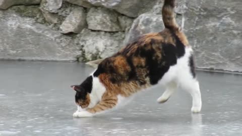A cat aims for the carp iniside of ice