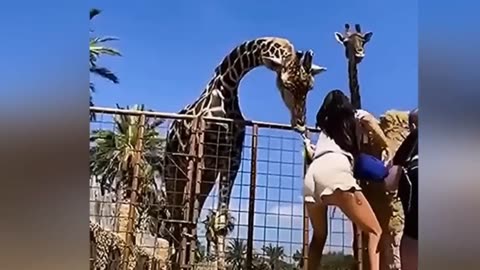 🤣 Best funny animals video