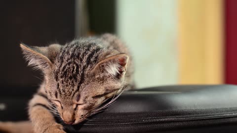 Your Cat’s Sleeping Position Can Tell You What They’re Thinking