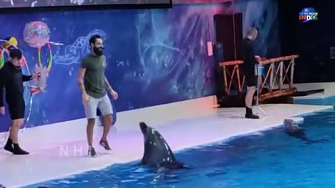 Dolphins show in Dubai full video // see worlds Dolphin show Live video