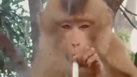 Smoking monkey. 100% Make You Laugh monkey smoking cigarette Funny monkey.