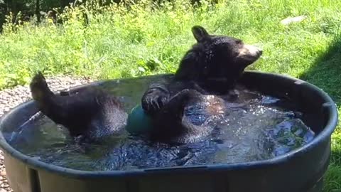 A bear came to the pool