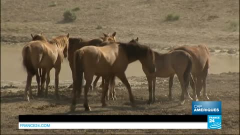 Les Mustangs ces chevaux rarisimes