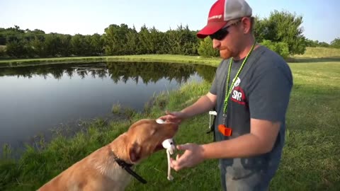 Training My Labrador Retriever with Live Pigeons! (Part 13)