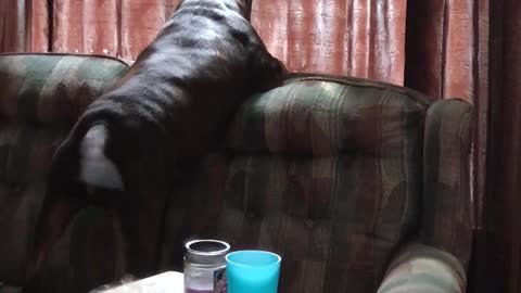 Dog gets extremely excited when girl comes home from school