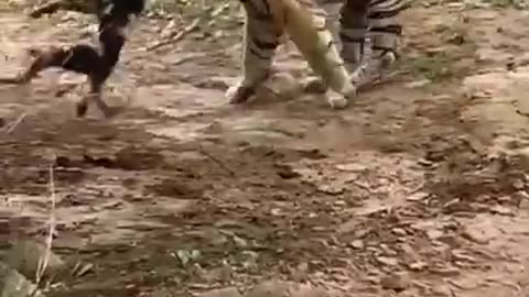 Tiger 🐅 hunt dog 🐕