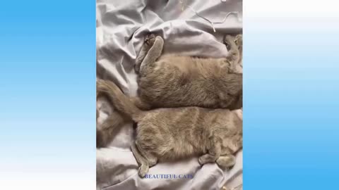 Cute playing cats complication