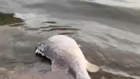 A Big Fish