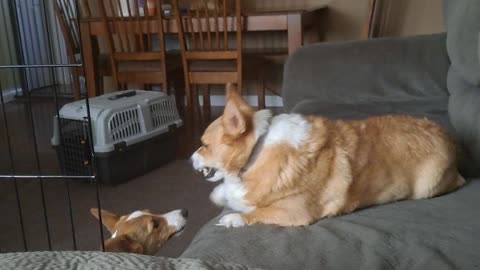 Two corgis one house