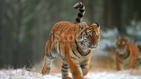 A large young female Siberian tiger (Panthera tigris altaica) runs directly against the camera.