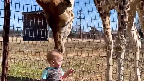 Cute Giraffe Gives Baby Smooches_