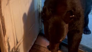 Black Bear Closing Door Likes to Fool Around
