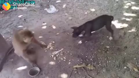 monkey vs dog fight