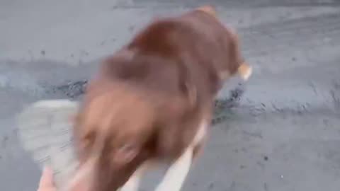 dog training hooman