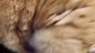 Cat Warbles When Groomed