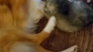 Husky Puppy and Collie Play Wrestle